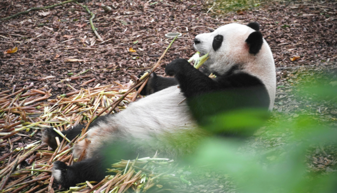 A panda lying on its back, eating bamboo in a forested area.