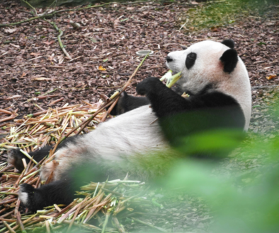 A panda lying on its back, eating bamboo in a forested area.